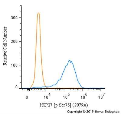 <b>Biological Strategies Validation. </b>Flow Cytometry: HSP27 [p Ser78] Antibody (2079A) [MAB9355] - An intracellular stain was performed on MCF7 cells with HSP27 [p Ser78] Antibody MAB9355 (blue) and a matched isotype control (orange). Cells were fixed with 4% PFA and then permeabilized with 0.1% saponin. Cells were incubated in an antibody dilution of 1.0 ug/mL for 30 minutes at room temperature, followed by Rabbit IgG (H+L) Cross-Adsorbed Secondary Antibody, Dylight 550 (SA5-10033, Thermo Fisher).